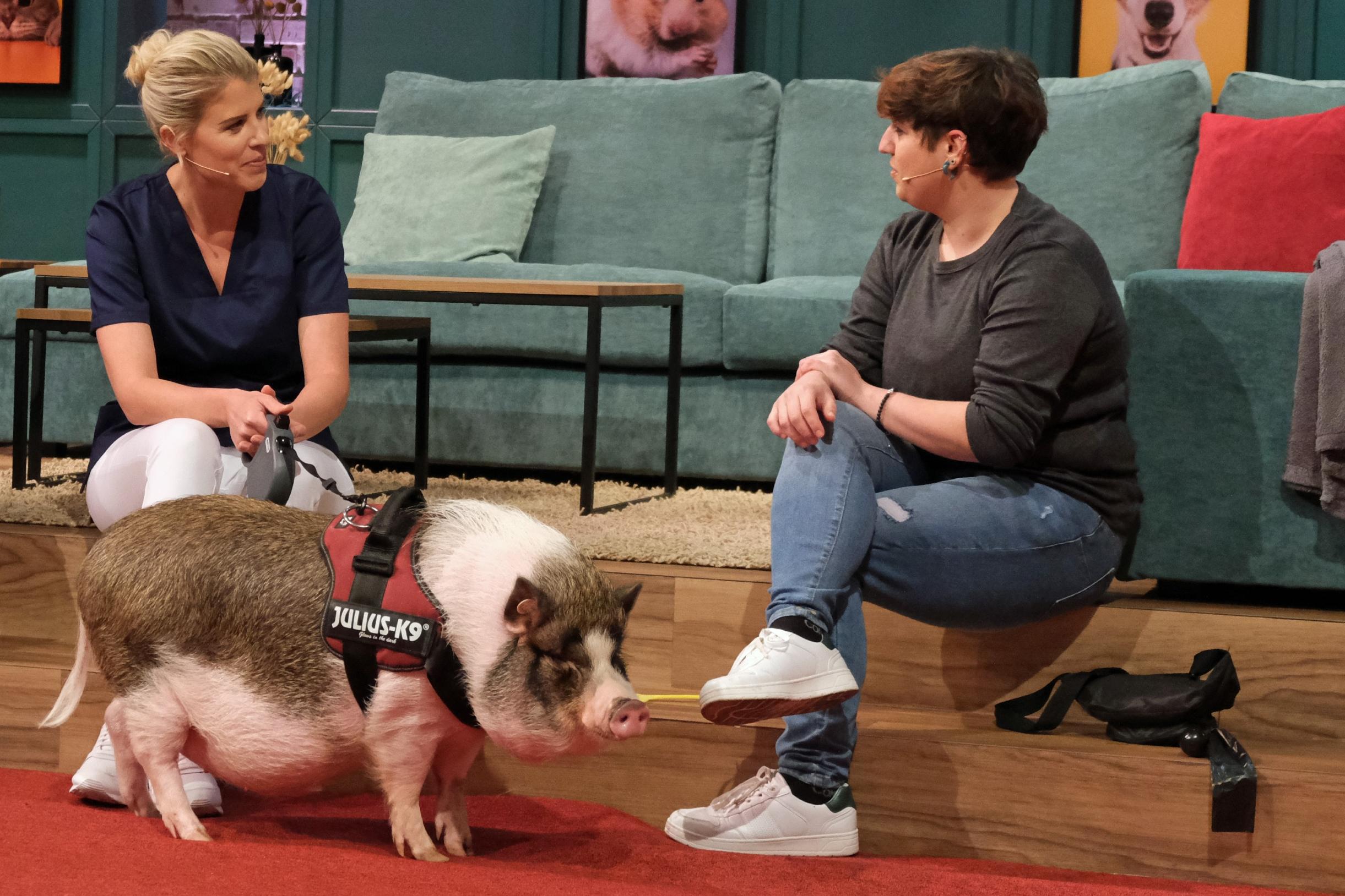 Doc Polly mit Schwein im Studio der Sendung "Wir lieben Tiere"